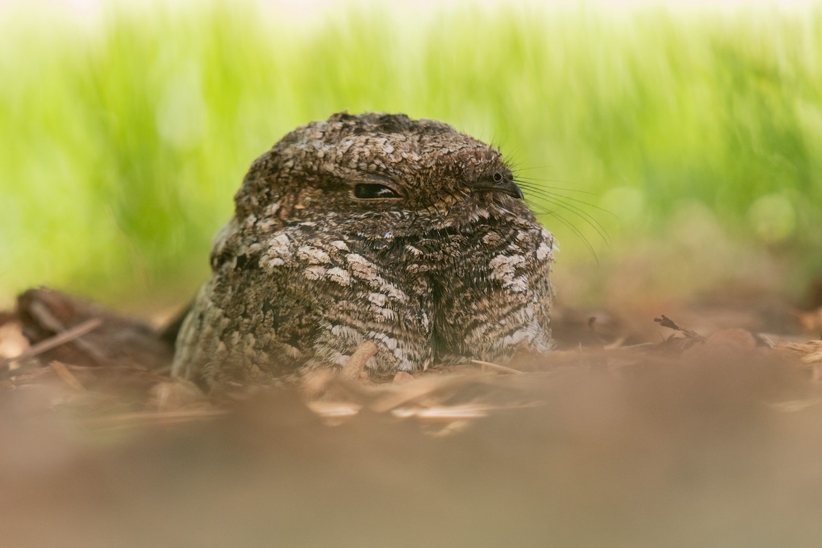 Common Poorwill - ML566959951