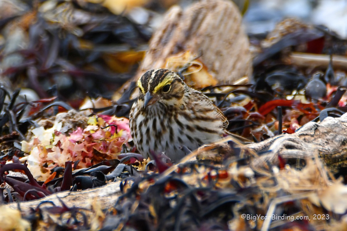 Savannah Sparrow - ML566959971