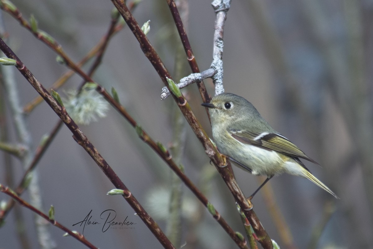 Ruby-crowned/Golden-crowned Kinglet - ML566960001