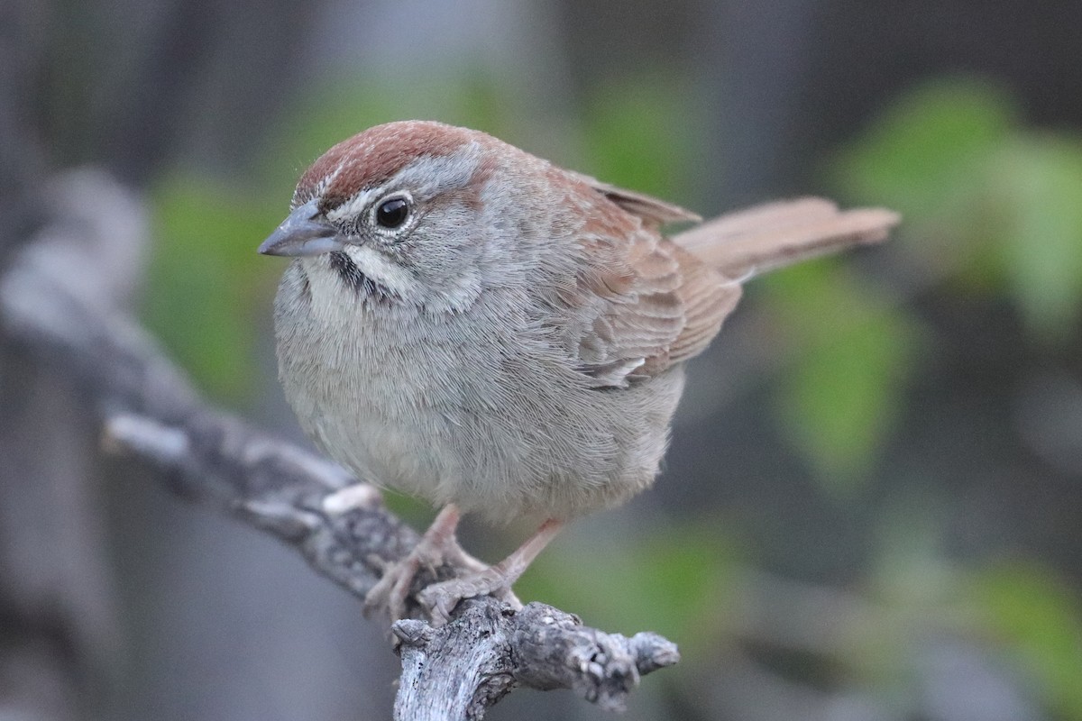 Rufous-crowned Sparrow - ML566960331