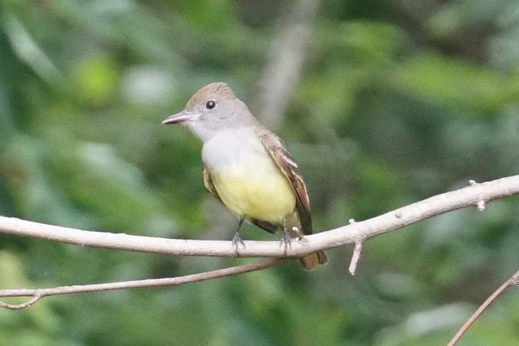 Great Crested Flycatcher - ML56696061