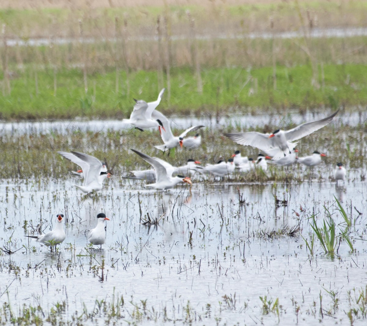 Caspian Tern - ML566960621