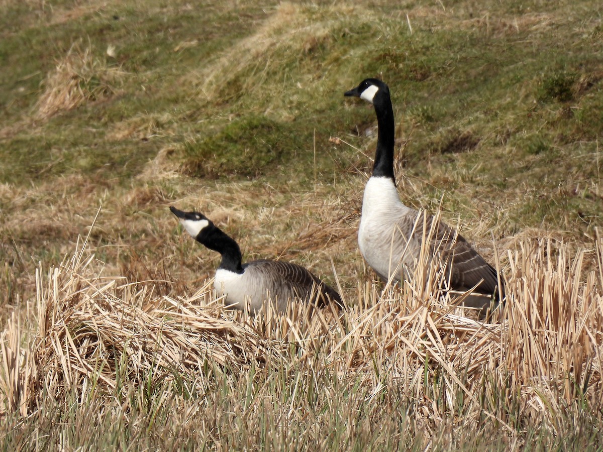 Canada Goose - ML566961881