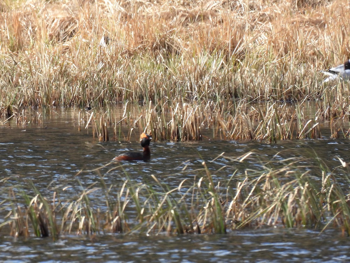 Horned Grebe - ML566962171