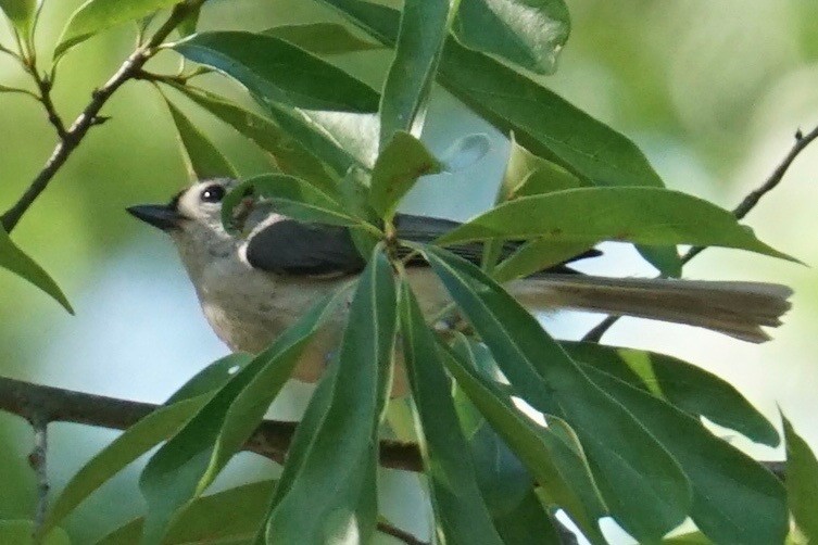 Tufted Titmouse - ML56696271