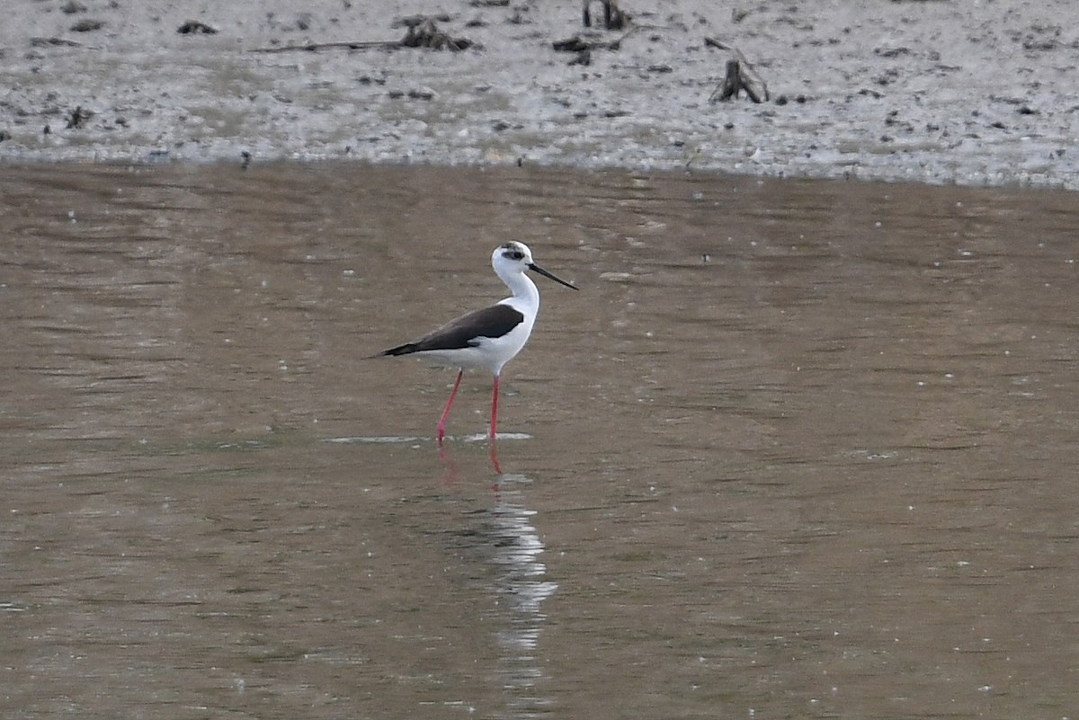 Black-winged Stilt - ML566962771