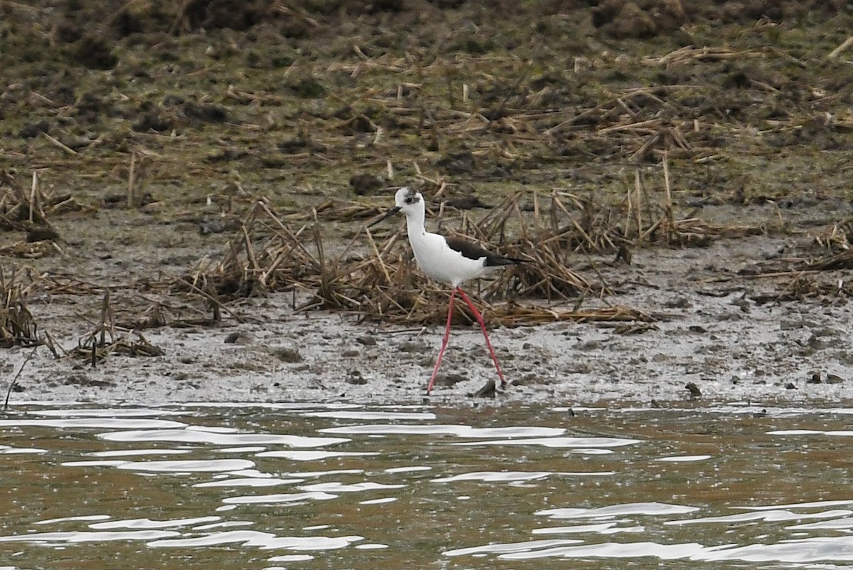 Black-winged Stilt - ML566962781