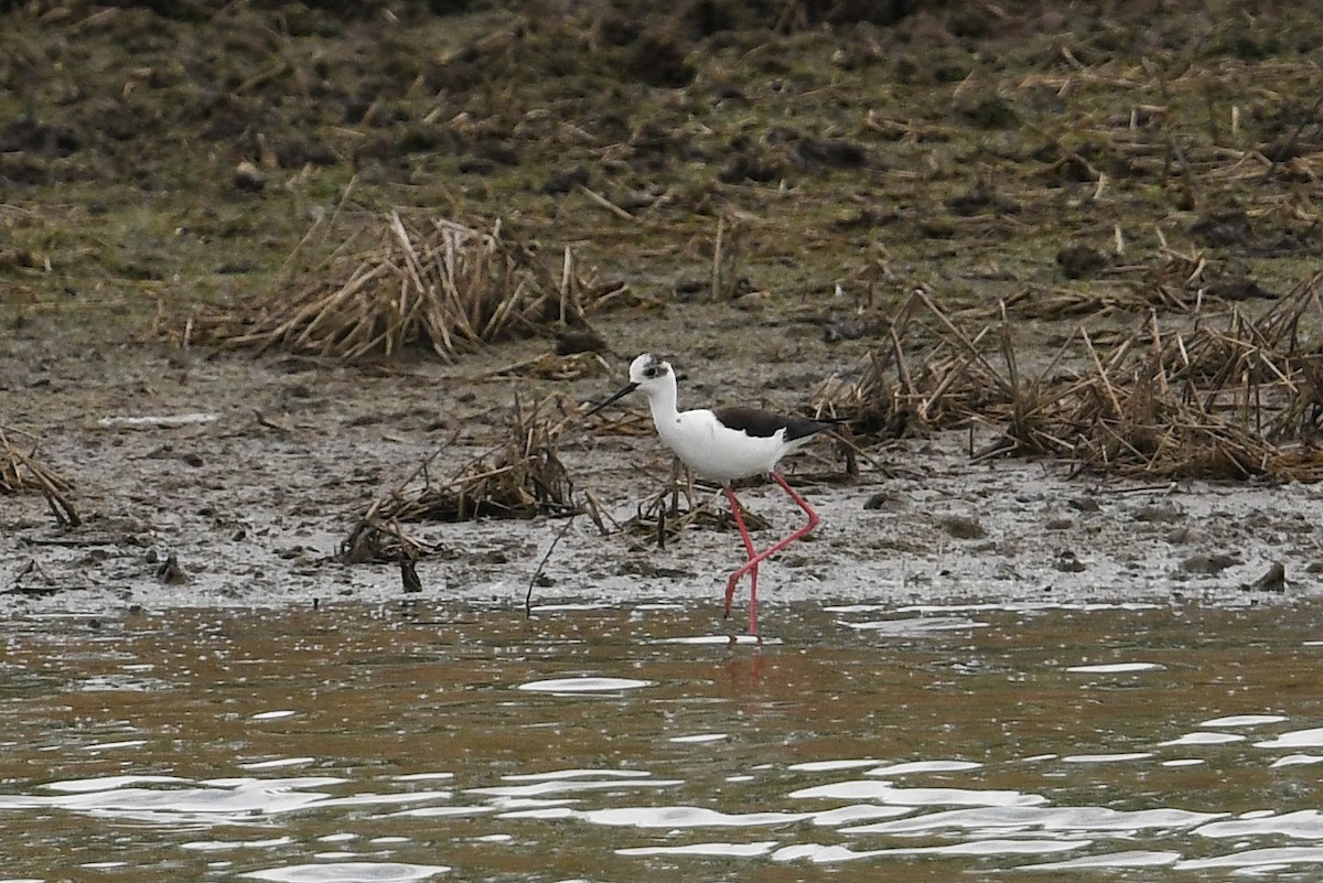 Black-winged Stilt - ML566962791