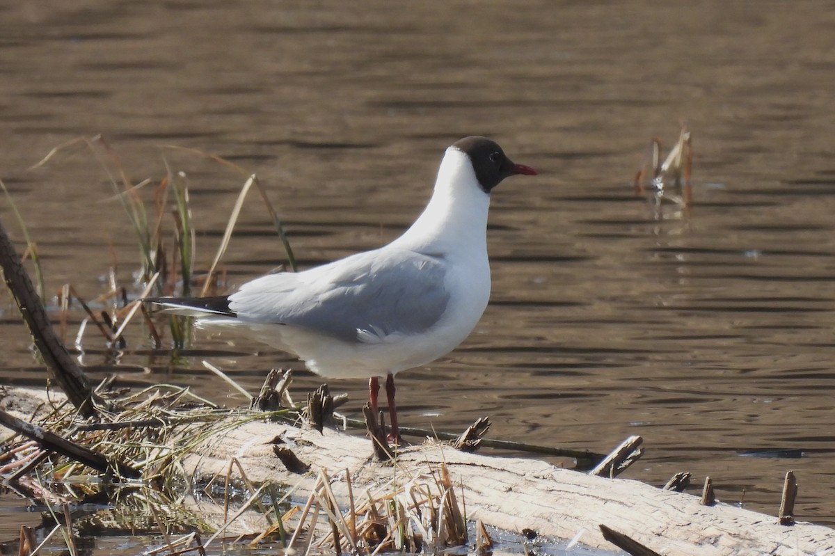 Black-headed Gull - ML566962811