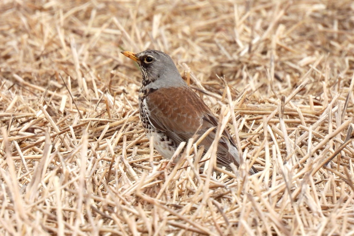 Fieldfare - ML566962891