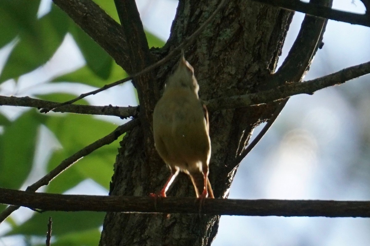 Carolina Wren - ML56696331