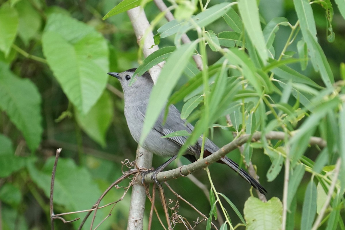 Gray Catbird - ML56696461