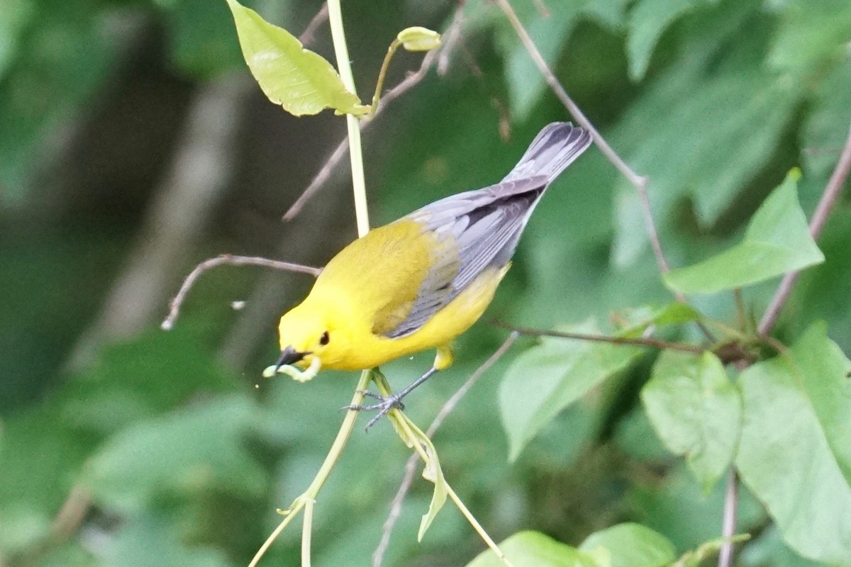 Prothonotary Warbler - ML56696501