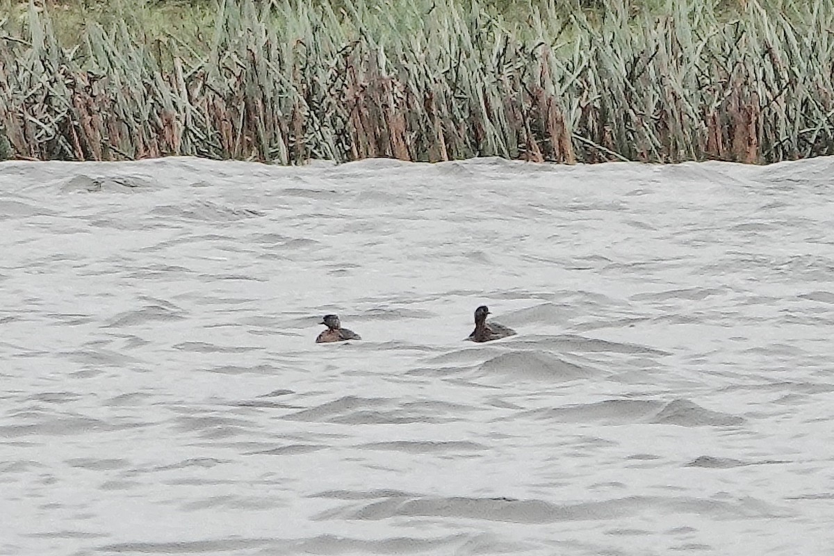 New Zealand Grebe - ML566965261