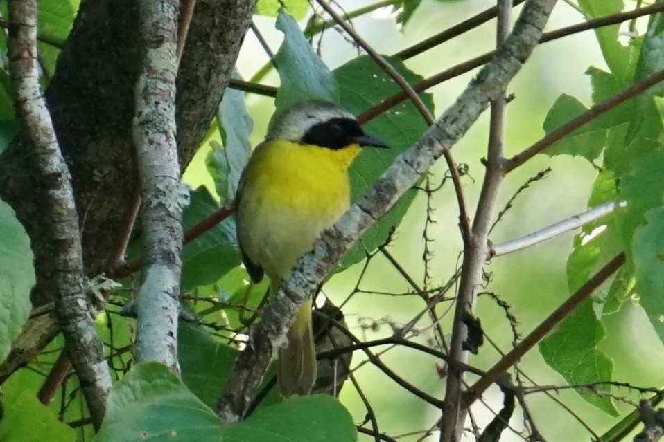 Common Yellowthroat - ML56696561