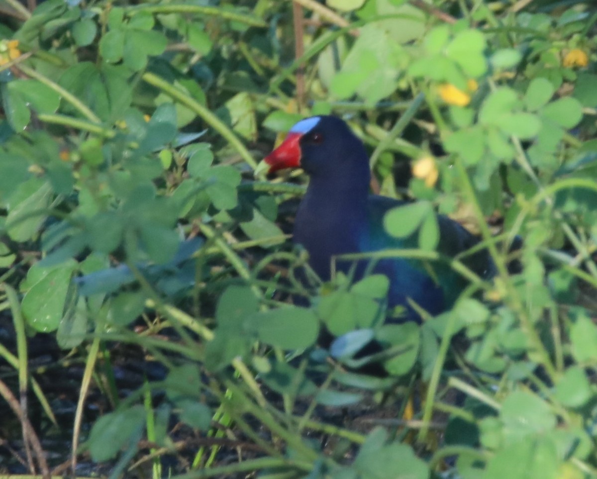 Purple Gallinule - ML566965741