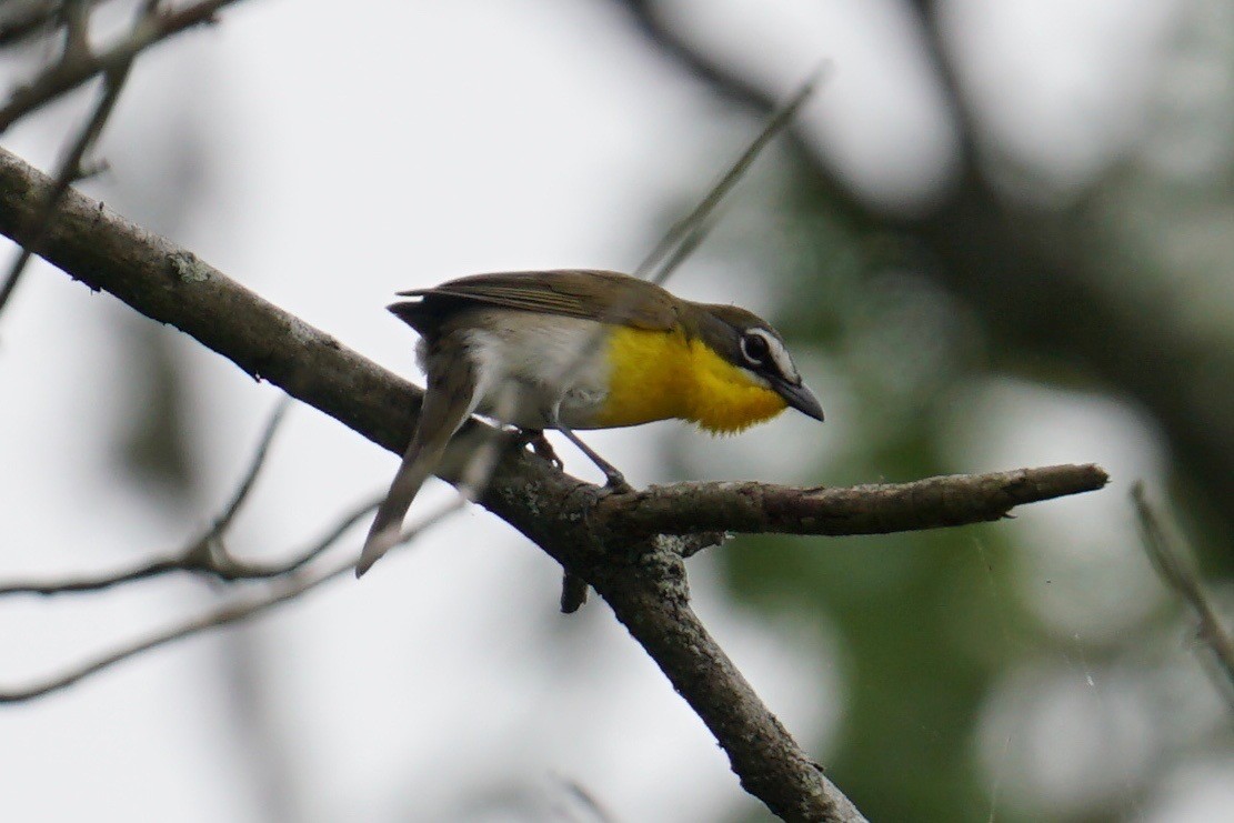 Yellow-breasted Chat - ML56696711