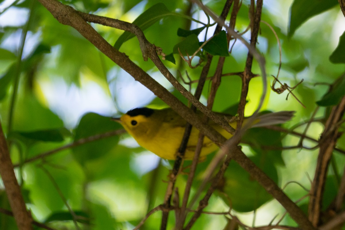 Wilson's Warbler - Zane Fish