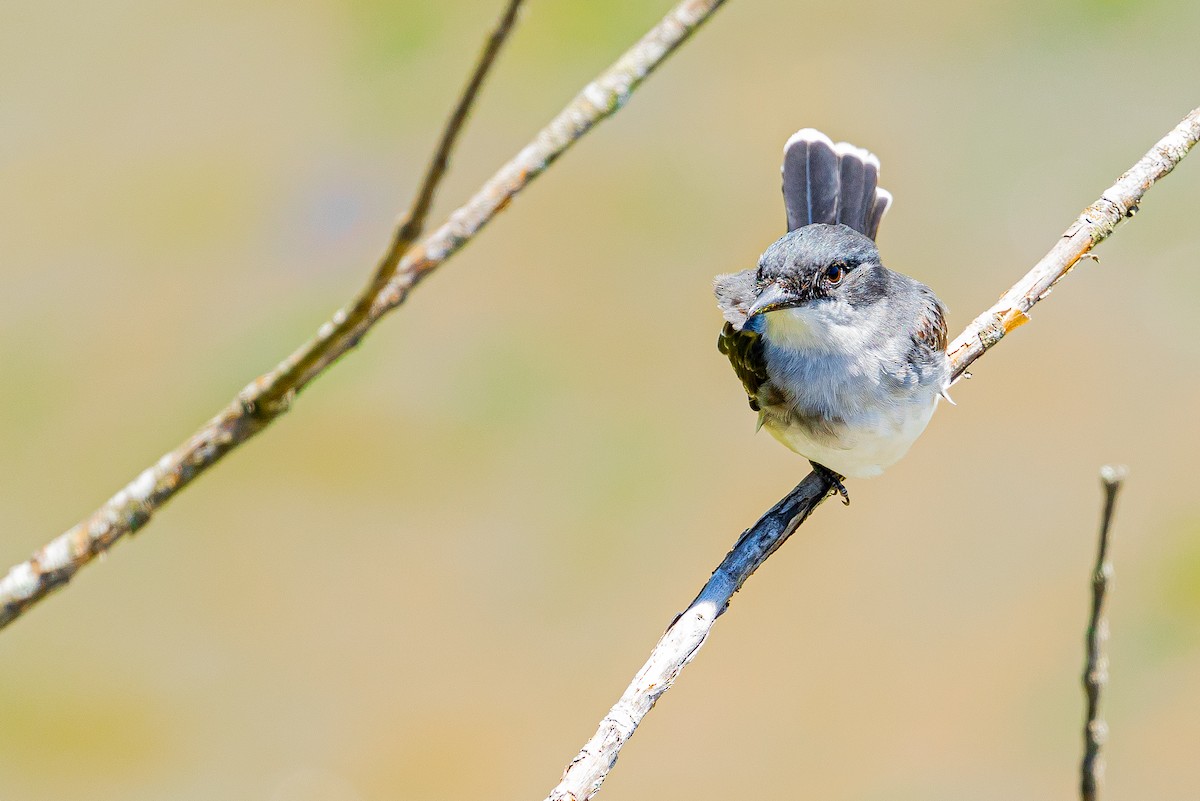 Eastern Kingbird - ML566967421