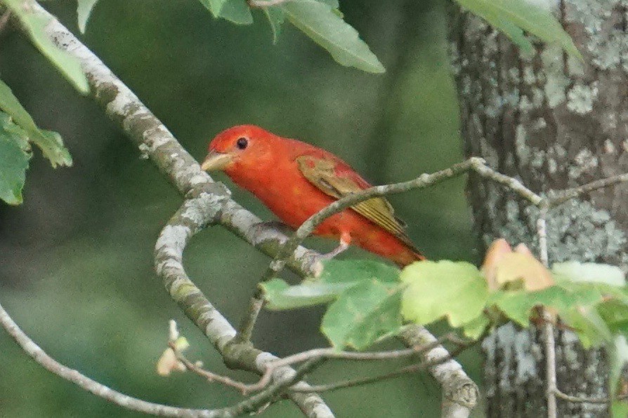 Summer Tanager - ML56696811