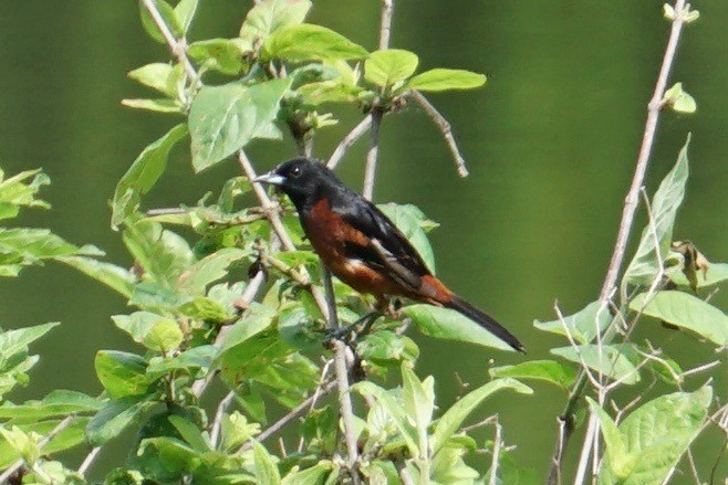 Orchard Oriole - ML56696891