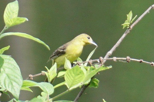 Orchard Oriole - ML56696901