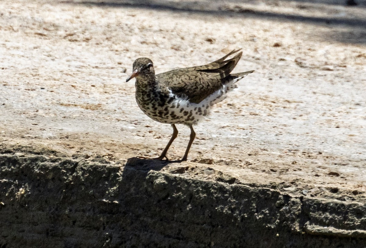 Spotted Sandpiper - ML566969091