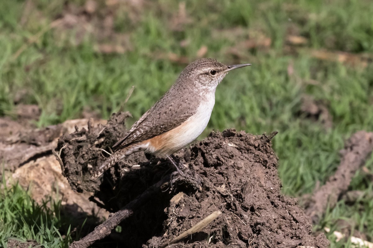 Rock Wren - ML566970241