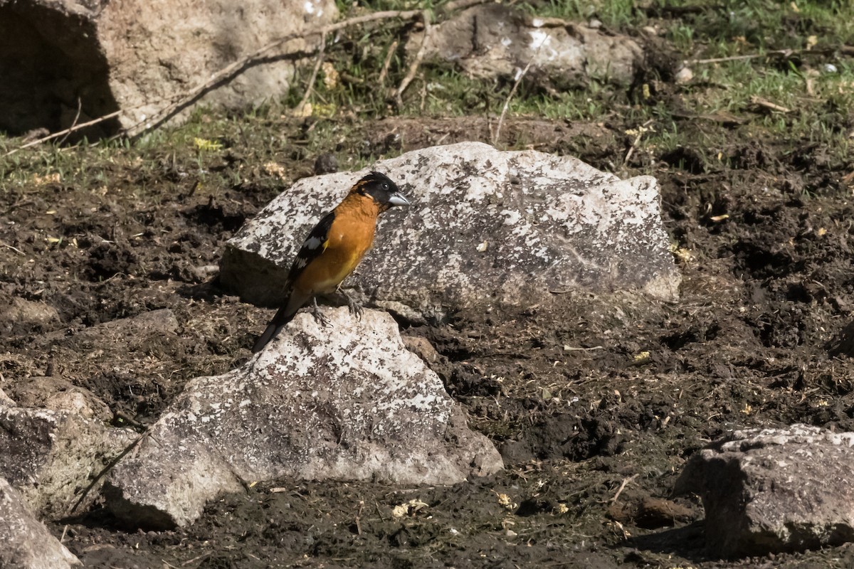 Black-headed Grosbeak - ML566970461