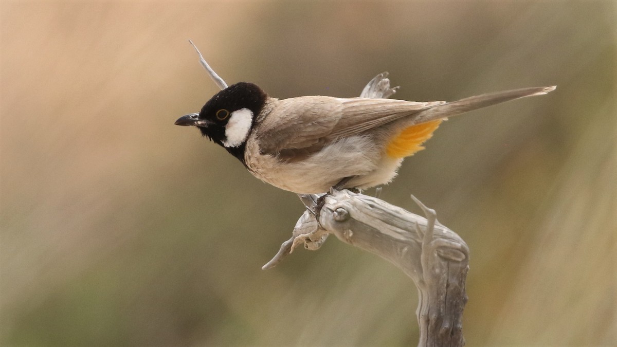 White-eared Bulbul - ML566971691