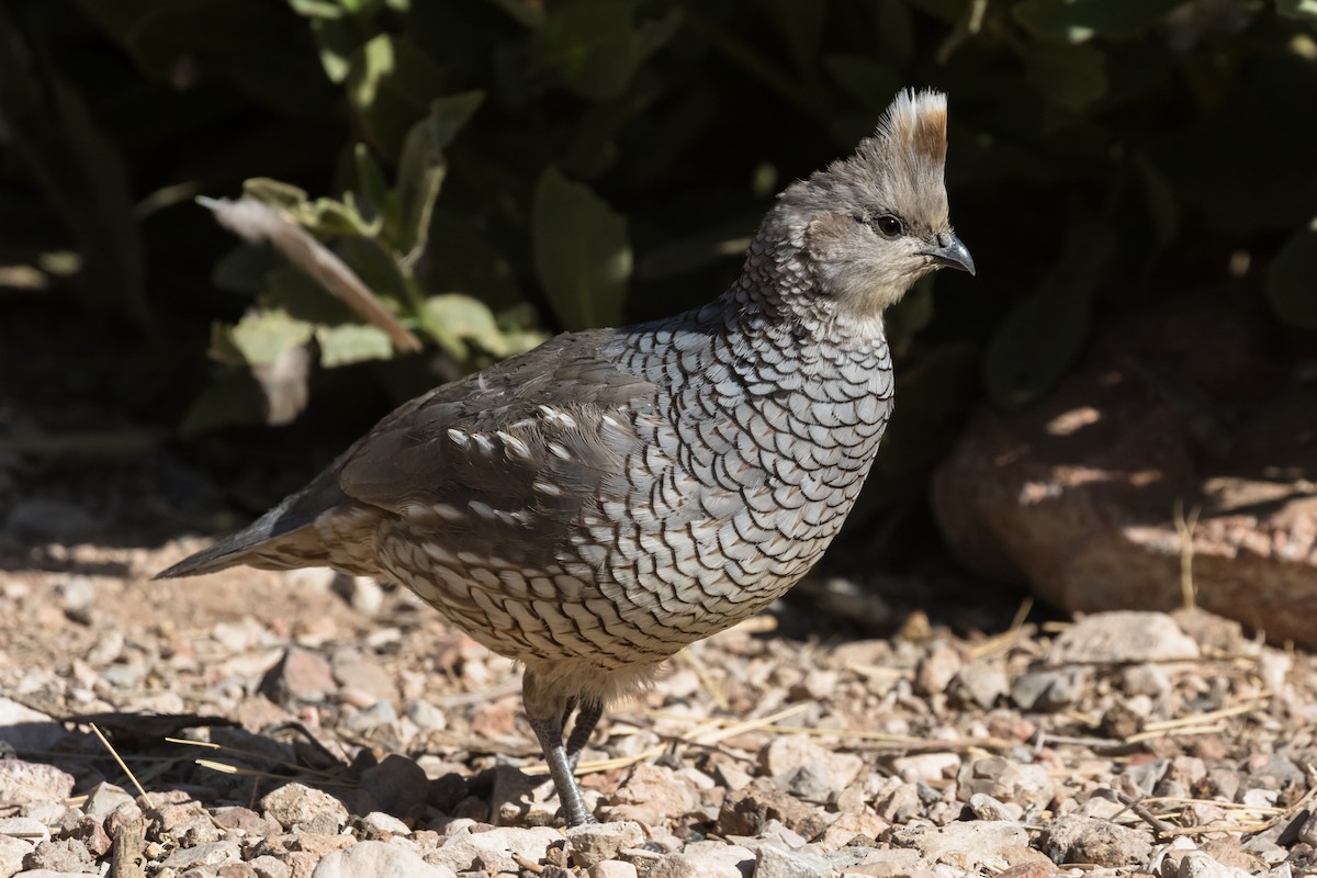 Scaled Quail - ML566972021