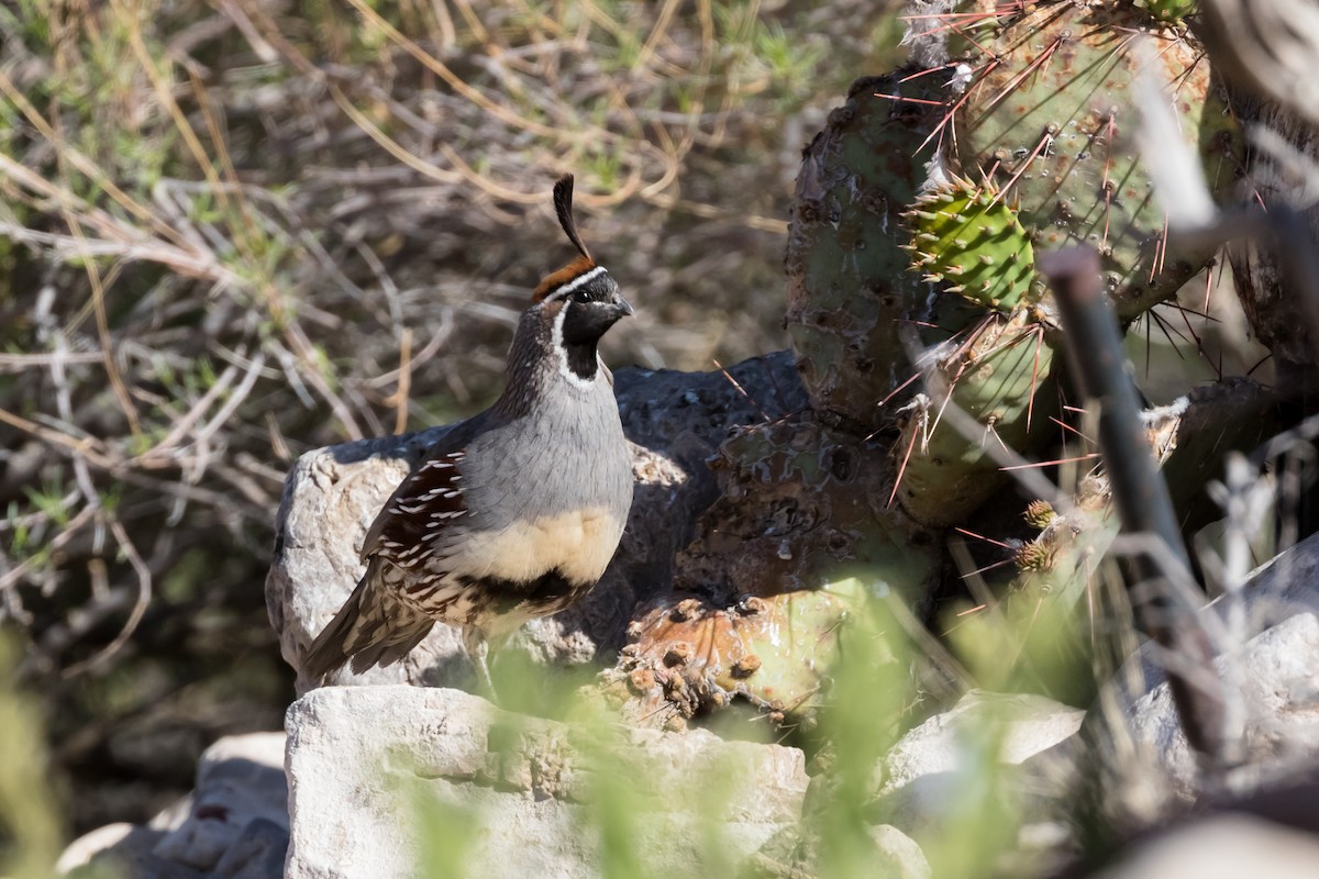 Gambel's Quail - ML566972481