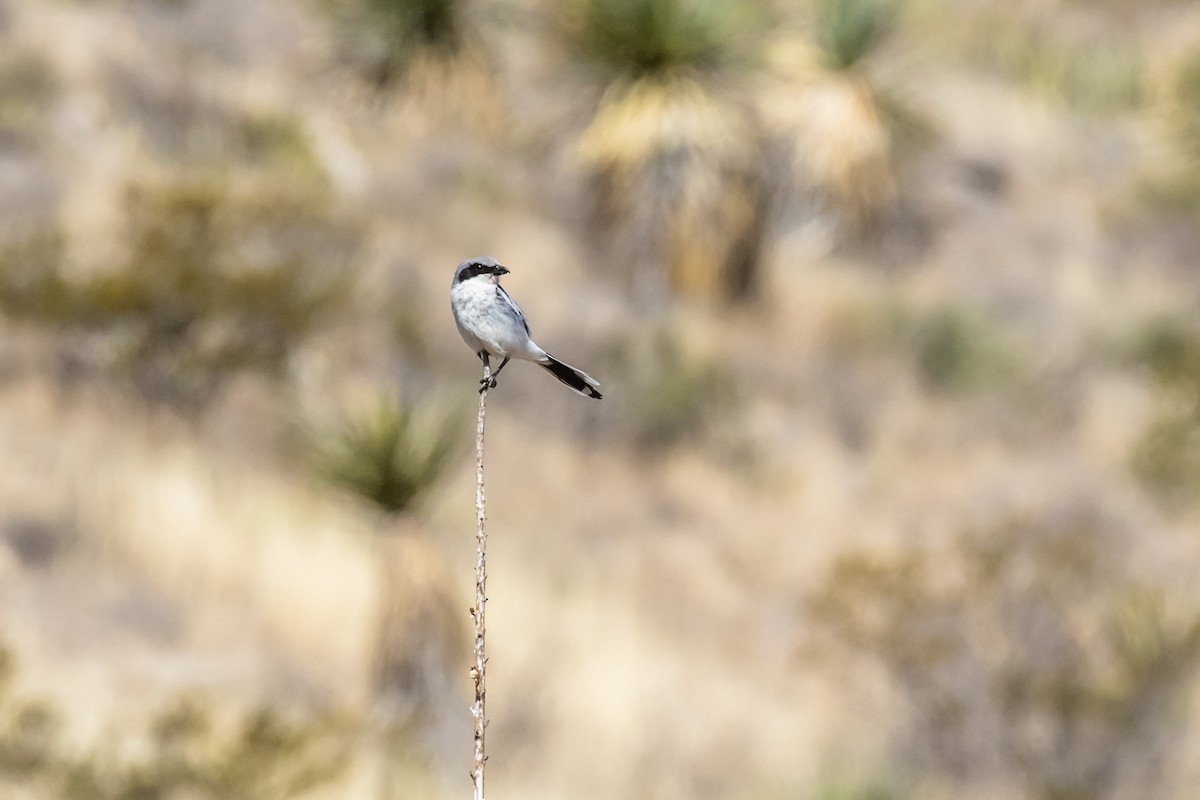Loggerhead Shrike - ML566972941