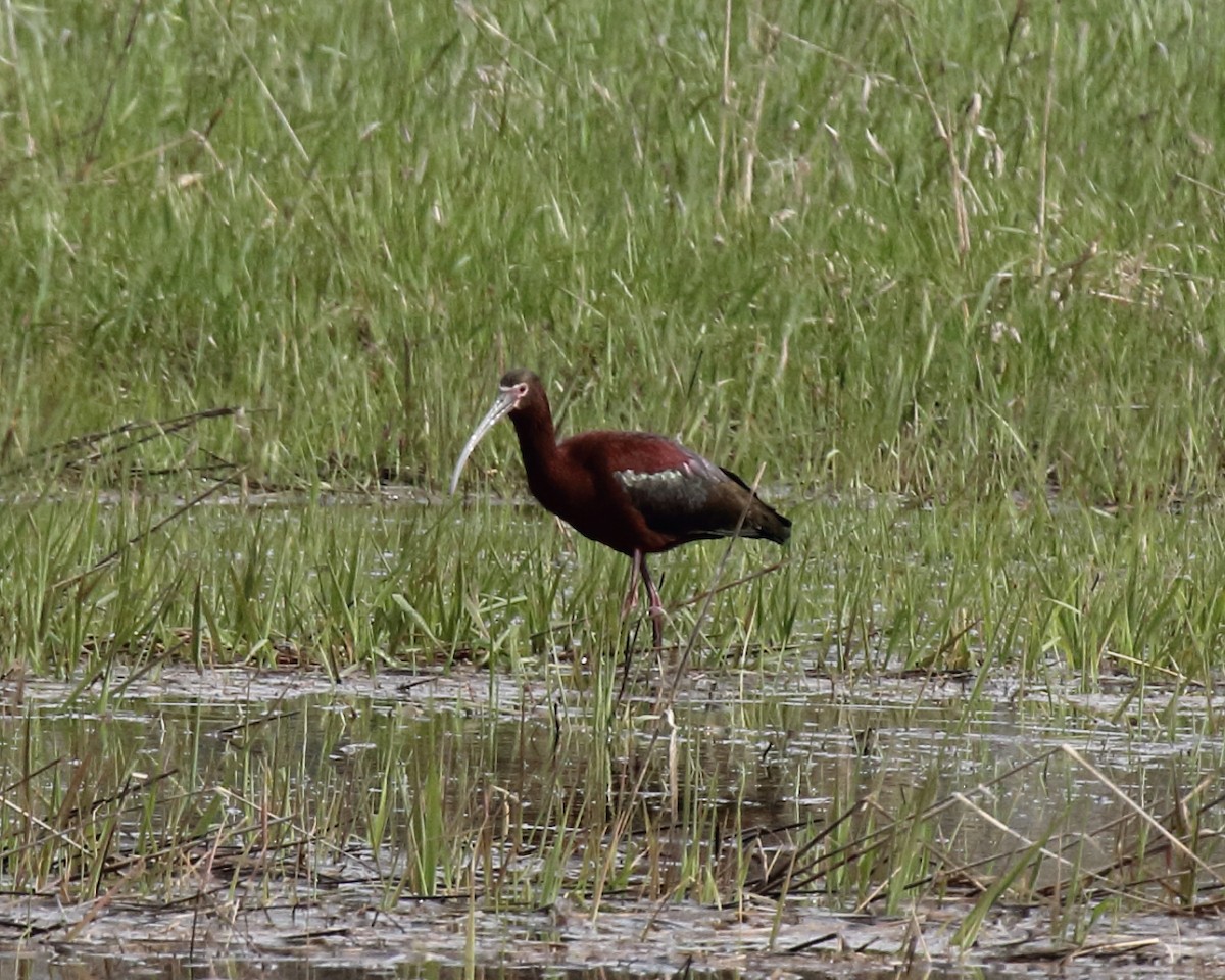 ibis americký - ML56697301