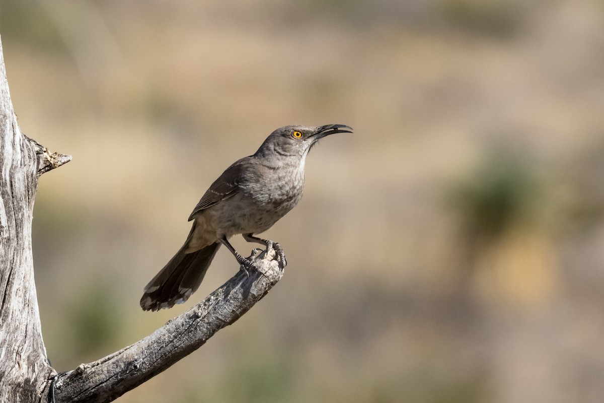 Curve-billed Thrasher - ML566973121