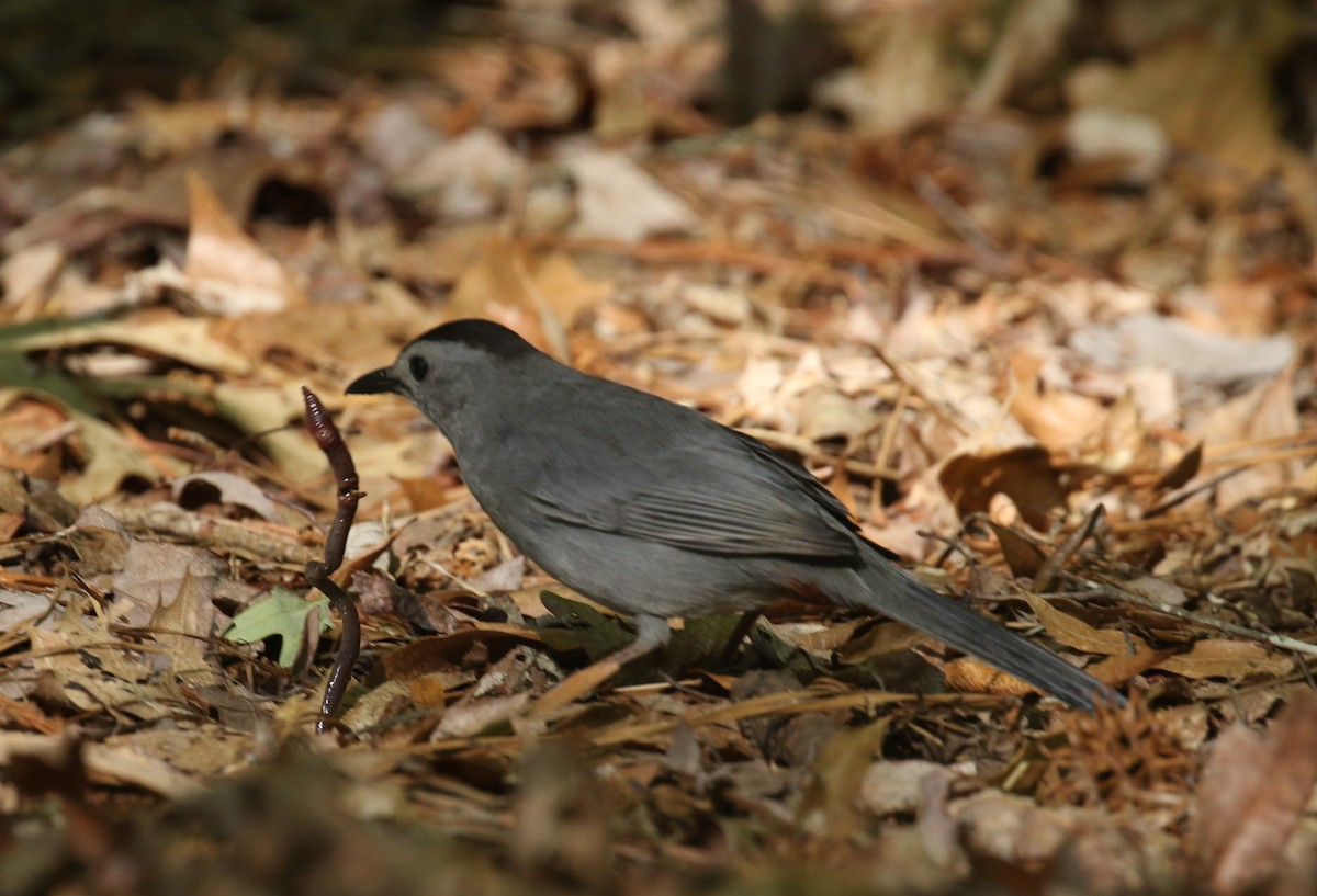 Pájaro Gato Gris - ML566973131