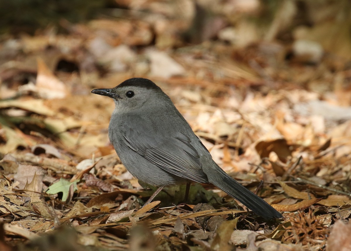 Pájaro Gato Gris - ML566973141