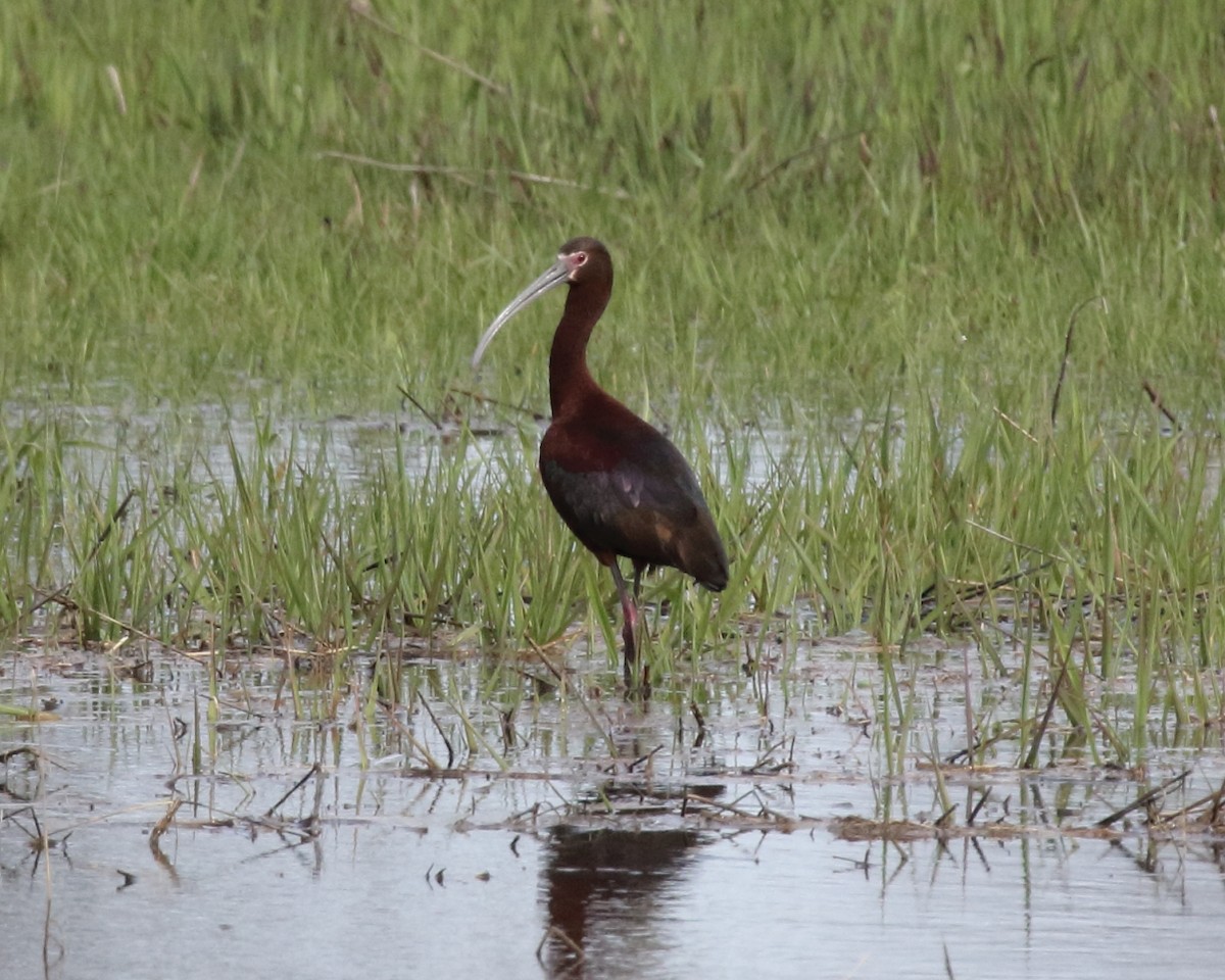 ibis americký - ML56697401