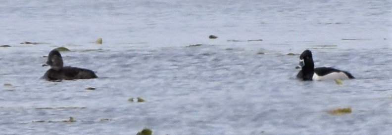 Ring-necked Duck - Ted Stewart