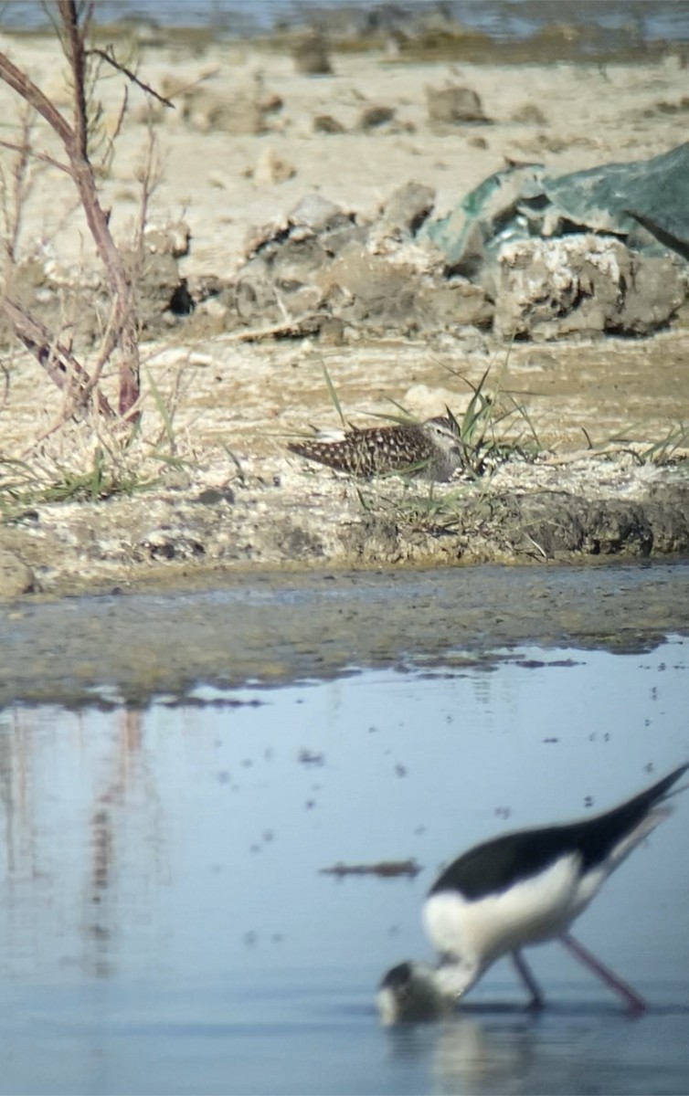 Wood Sandpiper - ML566974681