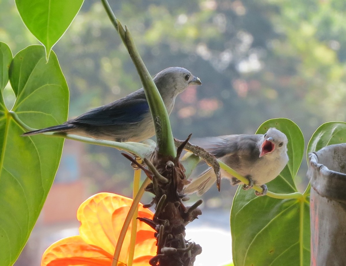 Blue-gray Tanager - ML566975091