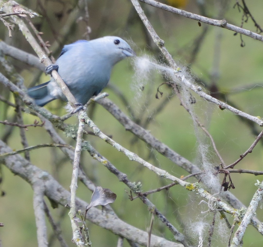 Blue-gray Tanager - ML566975501