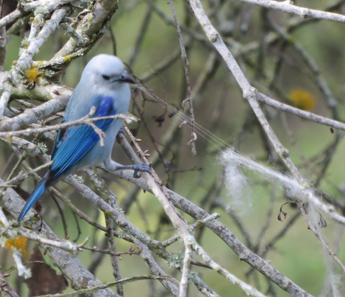 Blue-gray Tanager - ML566975581