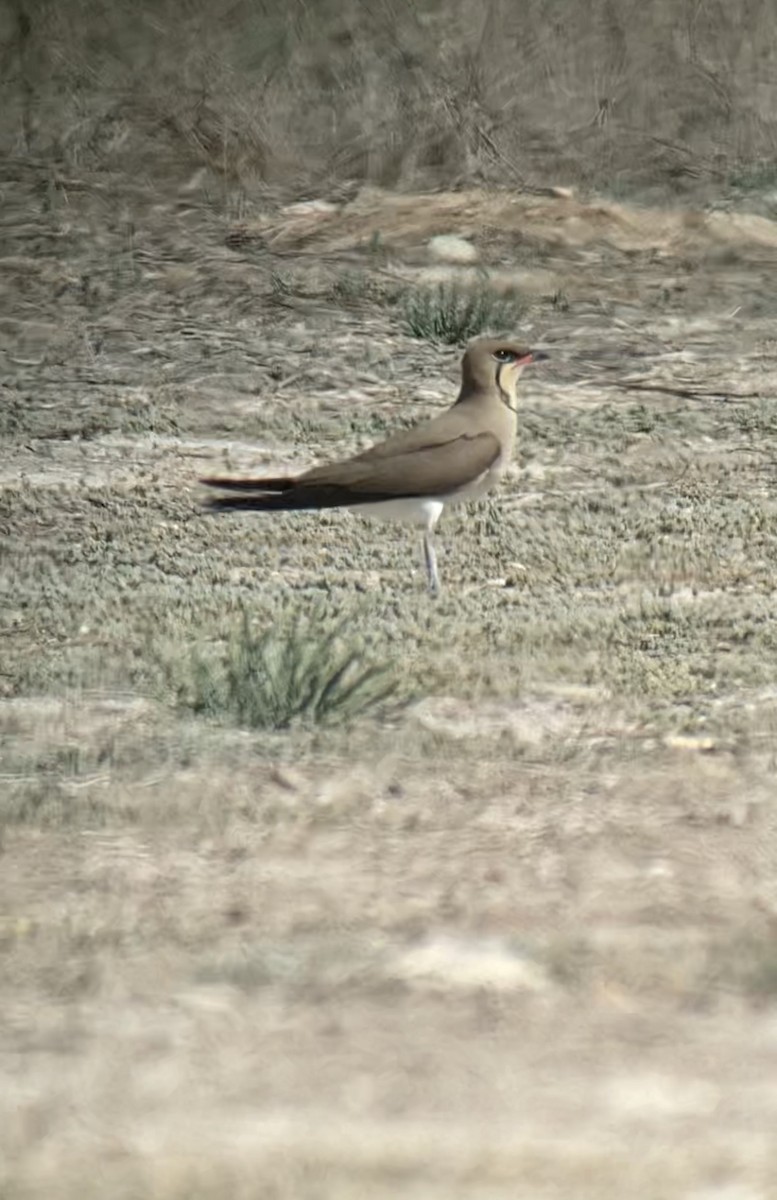 Collared Pratincole - ML566975821