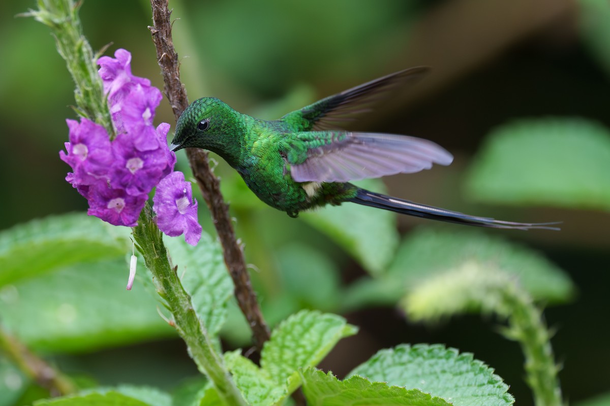 Green Thorntail - Austin Groff