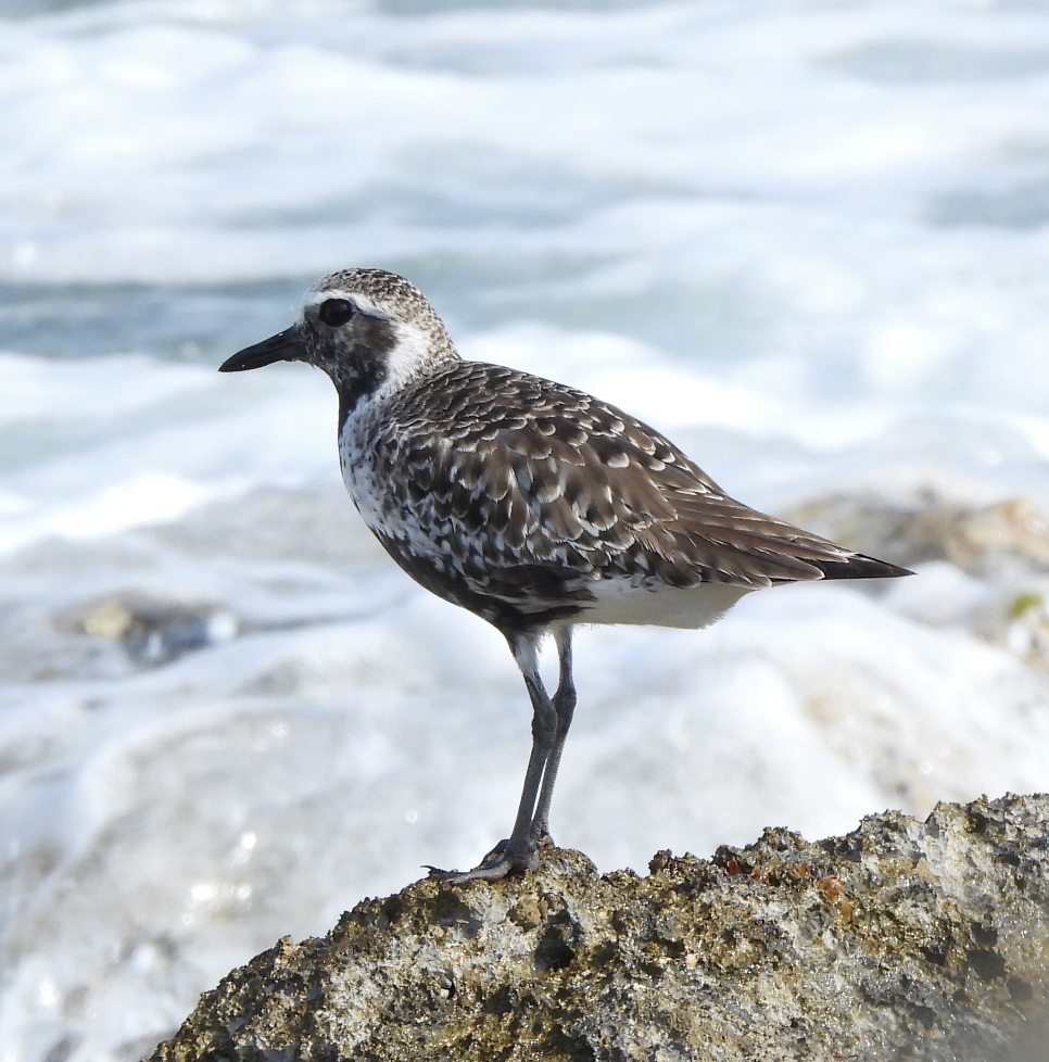 Black-bellied Plover - ML566976231