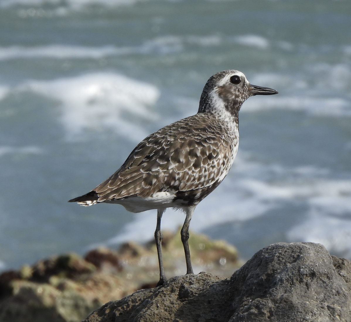 Black-bellied Plover - Rika Payne