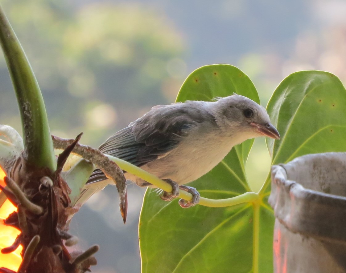 Blue-gray Tanager - ML566976381
