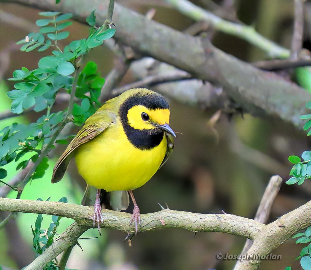 Hooded Warbler - ML566976511