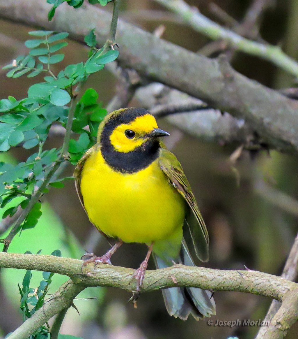 Hooded Warbler - ML566976521